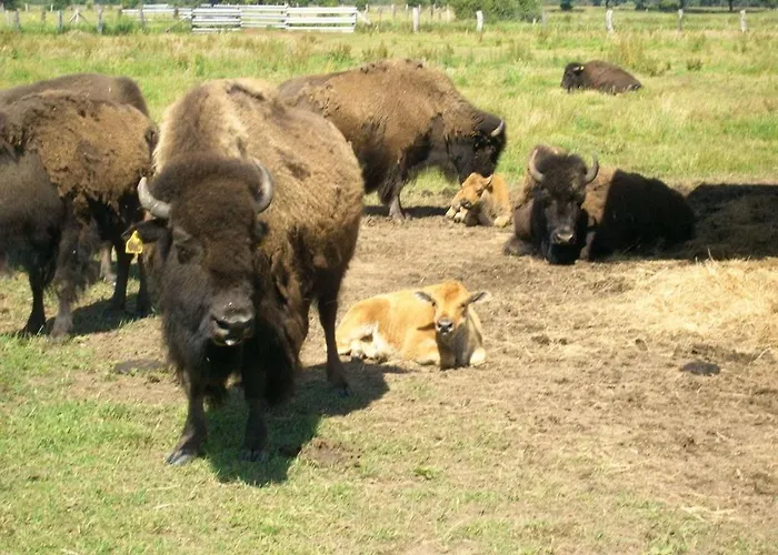 Buenger Lejlighed Essel